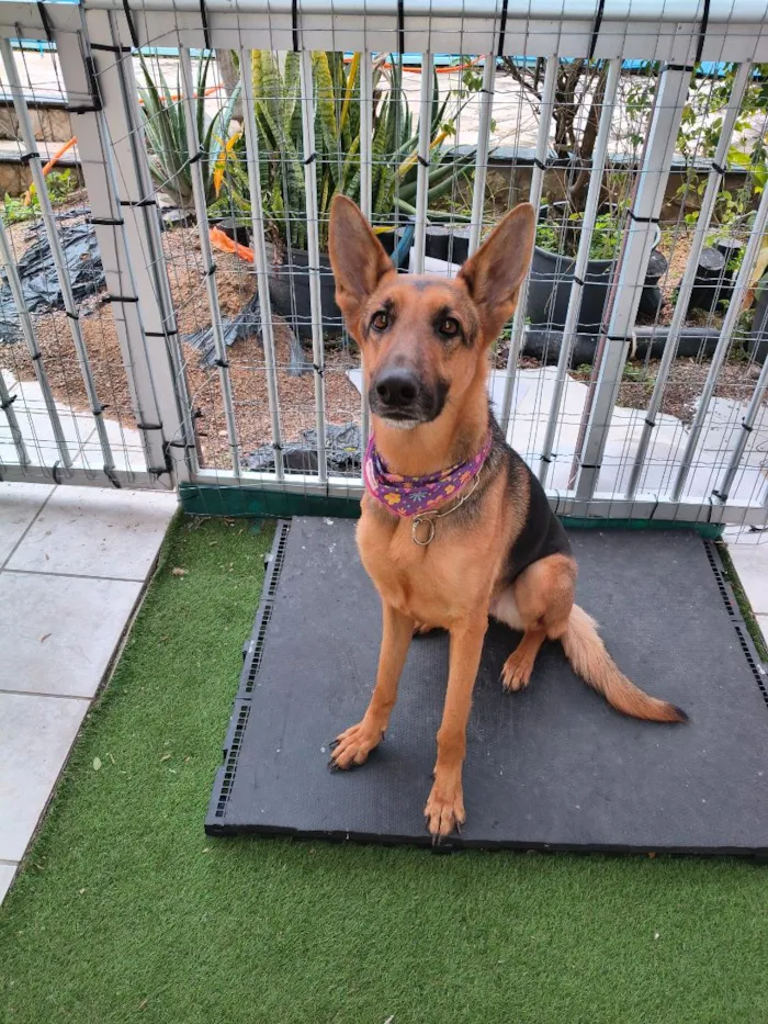 Cachorro raça Pastor Alemão idade 2 anos nome Belinha