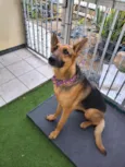 Belinha