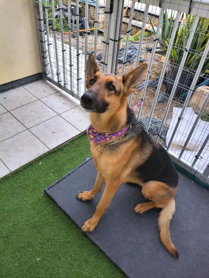 Cachorro raça Pastor Alemão idade 2 anos nome Belinha