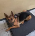 Belinha