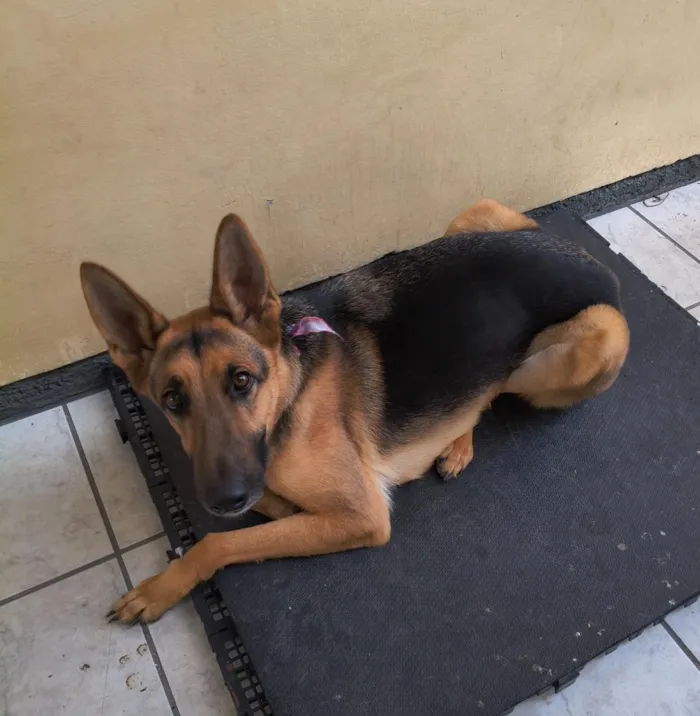 Cachorro raça Pastor Alemão idade 2 anos nome Belinha