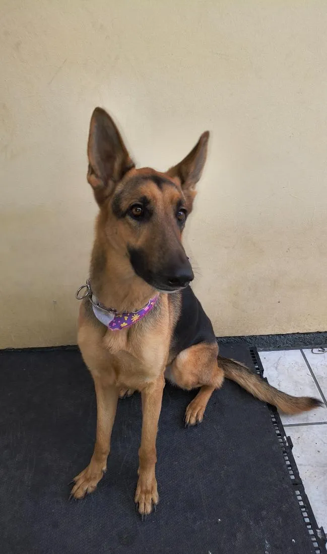Cachorro raça Pastor Alemão idade 2 anos nome Belinha