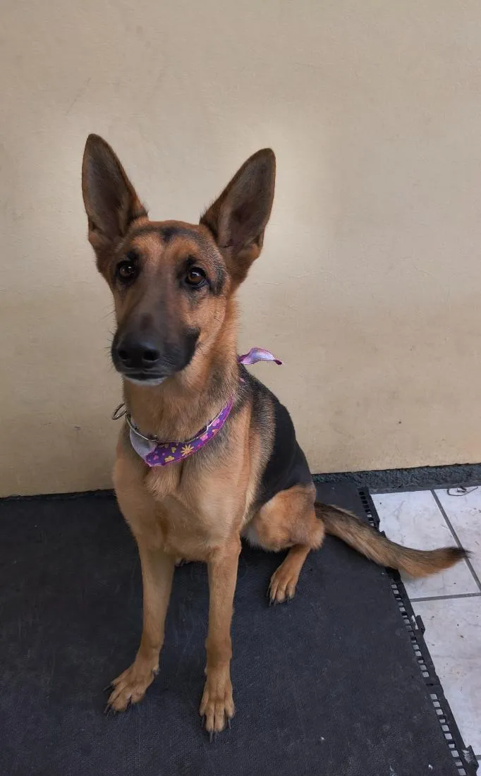 Cachorro raça Pastor Alemão idade 2 anos nome Belinha