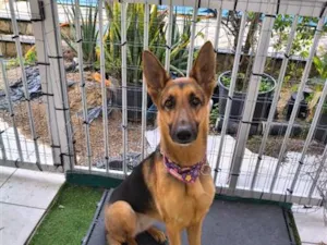 Cachorro raça Pastor Alemão idade 2 anos nome Belinha