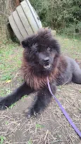 Loba
