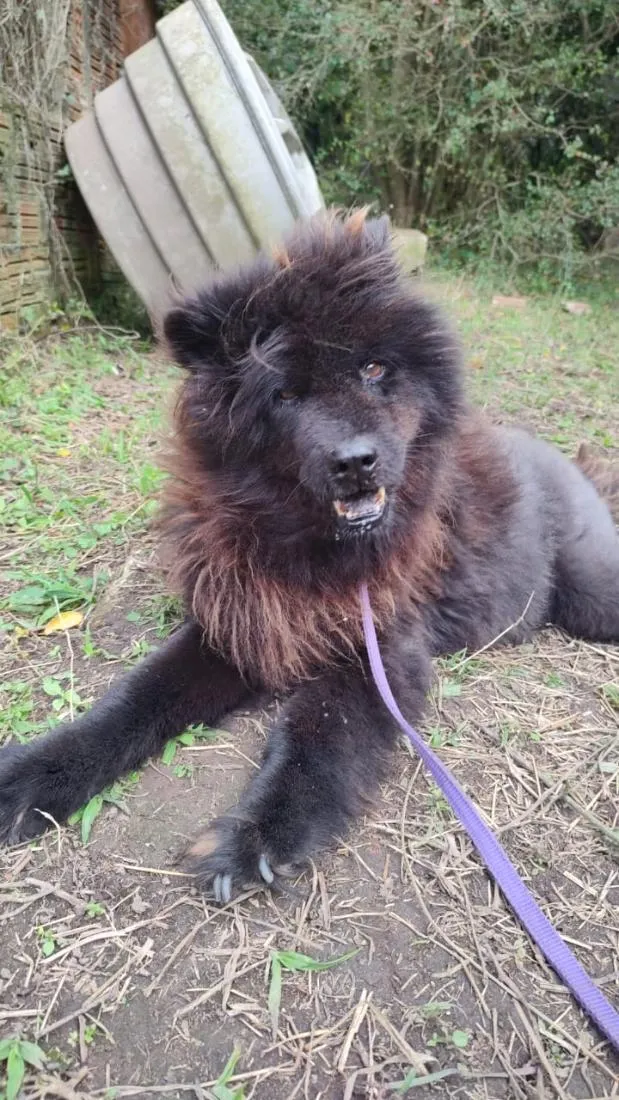 Cachorro raça SRD-ViraLata idade 5 anos nome Loba