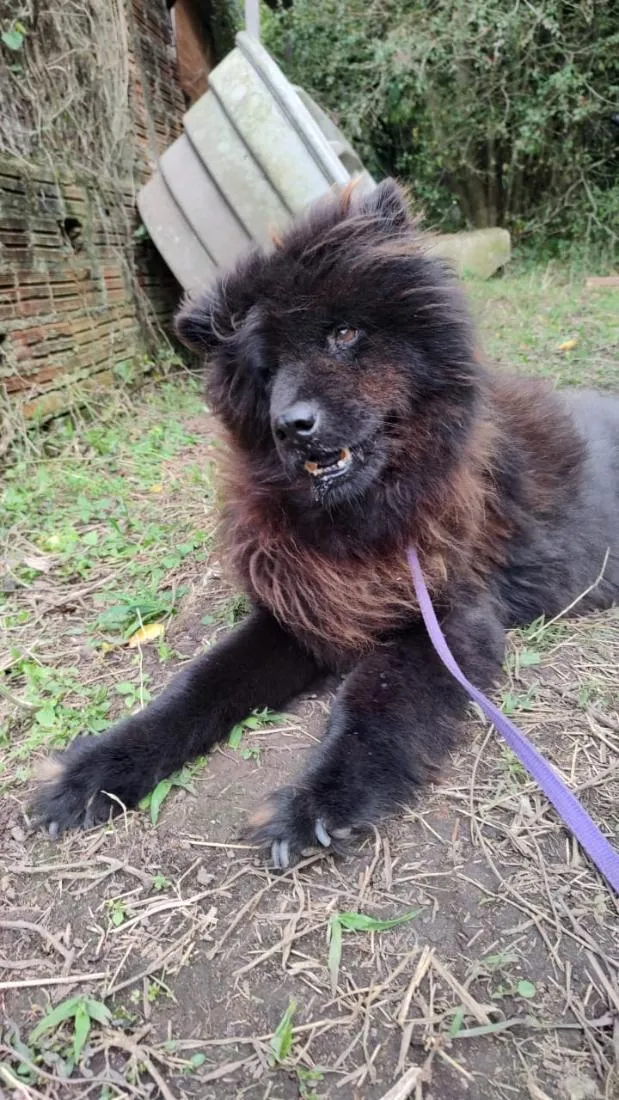 Cachorro raça SRD-ViraLata idade 5 anos nome Loba