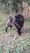 Loba