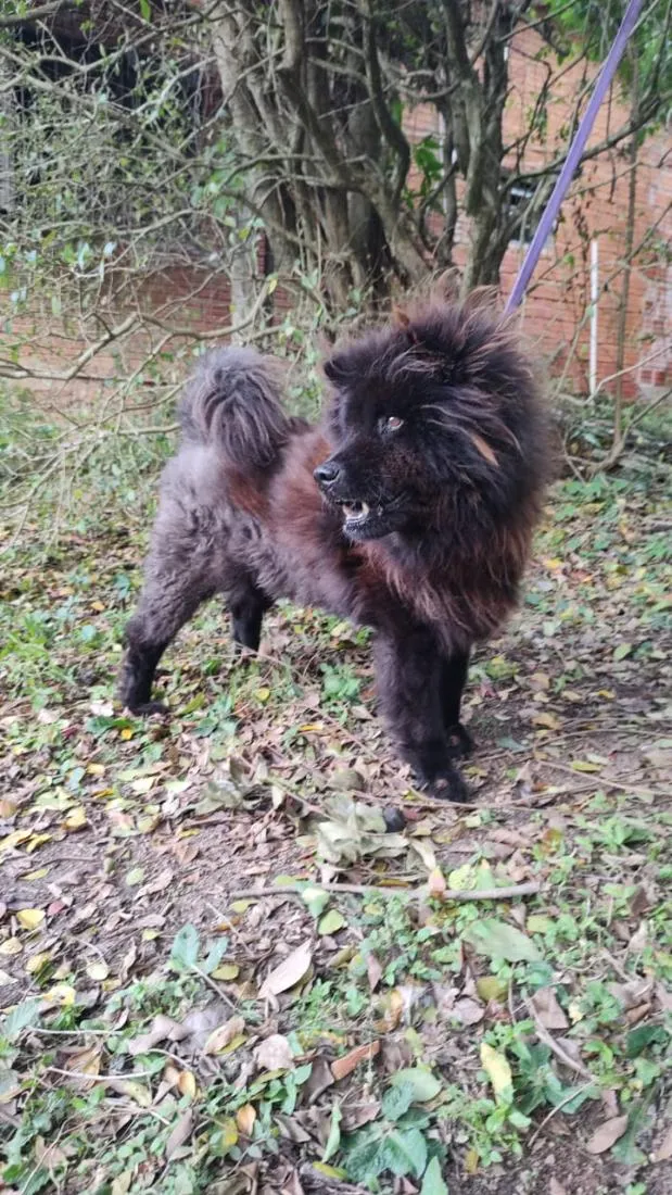 Cachorro raça SRD-ViraLata idade 5 anos nome Loba