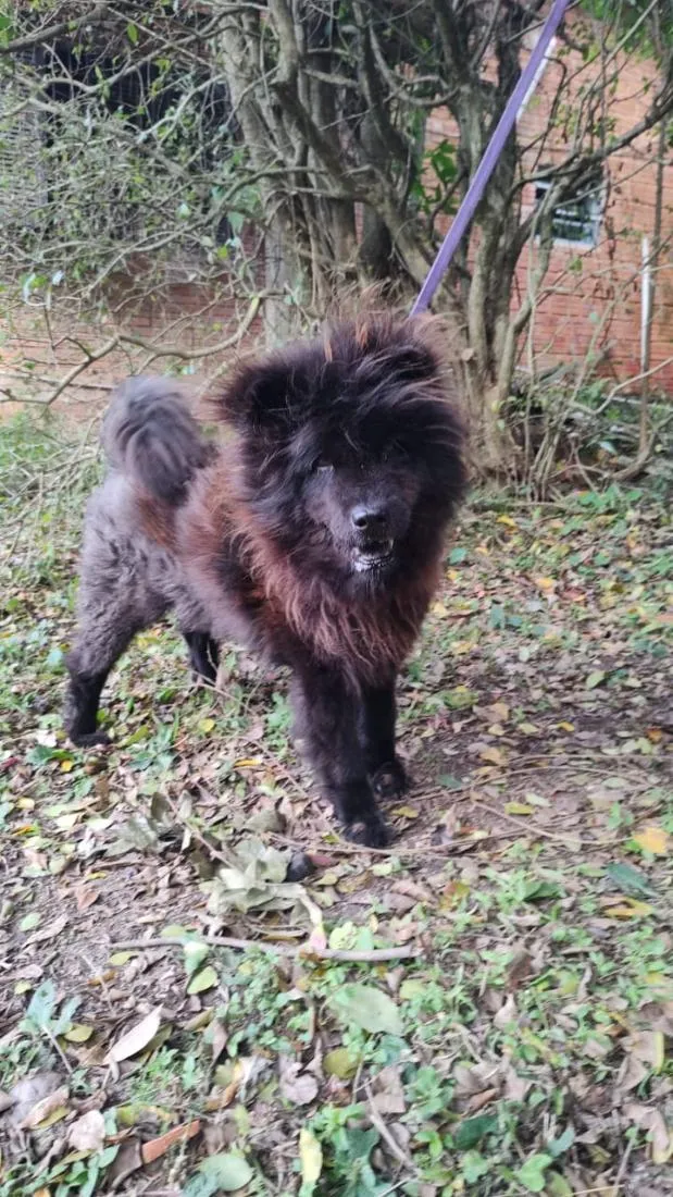 Cachorro raça SRD-ViraLata idade 5 anos nome Loba