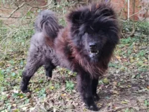 Cachorro raça SRD-ViraLata idade 5 anos nome Loba