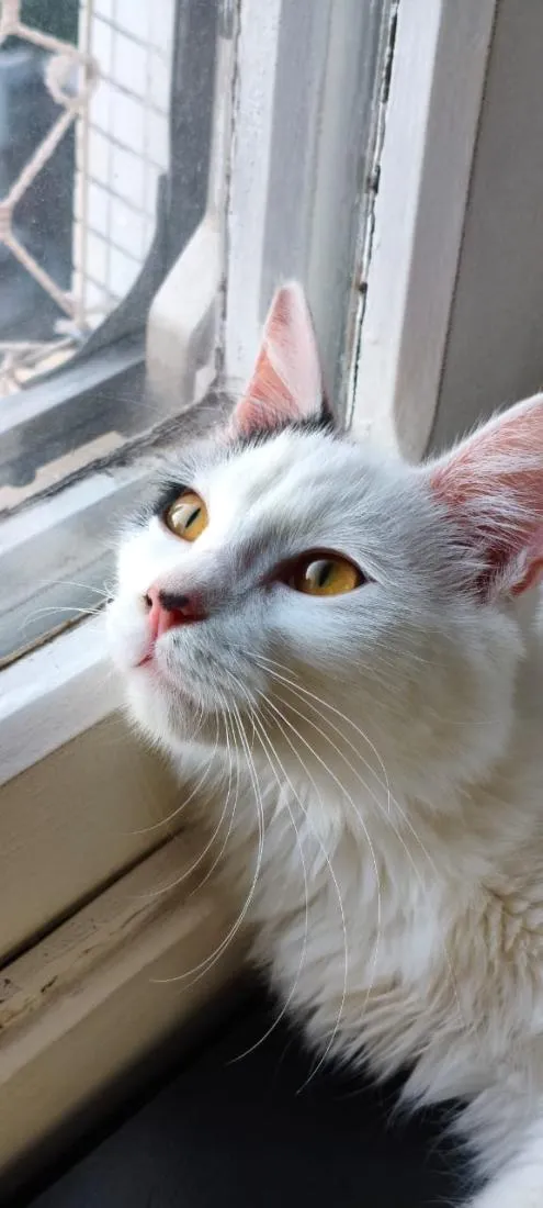 Gato raça SRD-ViraLata idade 7 a 11 meses nome sem nome