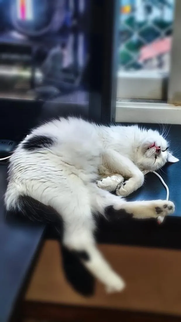 Gato raça SRD-ViraLata idade 7 a 11 meses nome sem nome