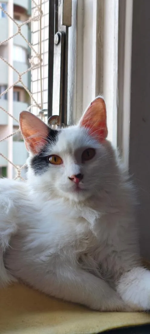Gato raça SRD-ViraLata idade 7 a 11 meses nome sem nome