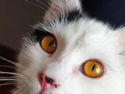 Gato raça SRD-ViraLata idade 7 a 11 meses nome sem nome