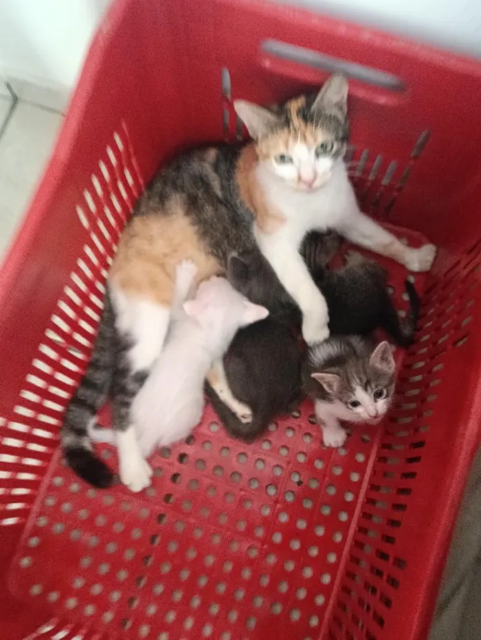 Gato raça SRD-ViraLata idade 2 a 6 meses nome filhotes