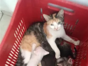 Gato raça SRD-ViraLata idade 2 a 6 meses nome filhotes