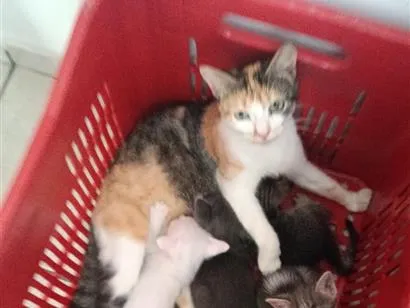 Gato raça SRD-ViraLata idade 2 a 6 meses nome filhotes