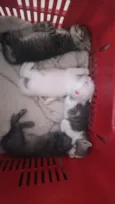 filhotes
