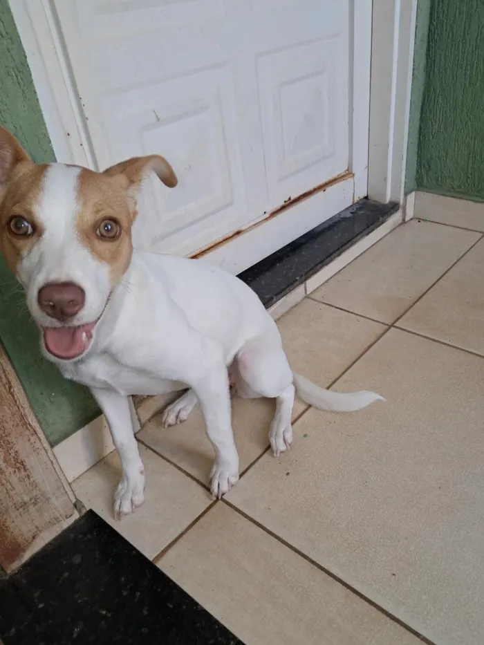 Cachorro raça SRD-ViraLata idade 2 a 6 meses nome jade