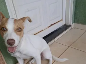 Cachorro raça SRD-ViraLata idade 2 a 6 meses nome jade