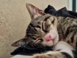 Gato raça SRD-ViraLata idade 2 a 6 meses nome Max