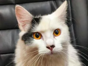 Gato raça SRD-ViraLata idade 7 a 11 meses nome sem nome