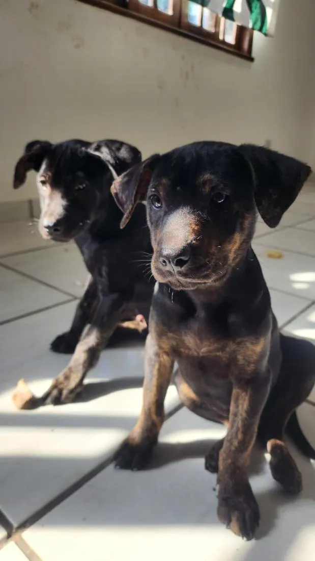 Cachorro raça SRD-ViraLata idade 2 a 6 meses nome Ferrugina, Nikita, Gino e Chorão
