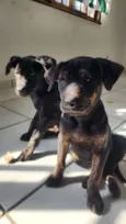 Ferrugina, Nikita, Gino e Chorão