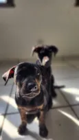 Ferrugina, Nikita, Gino e Chorão