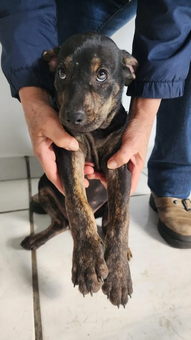 Cachorro raça SRD-ViraLata idade 2 a 6 meses nome Ferrugina, Nikita, Gino e Chorão