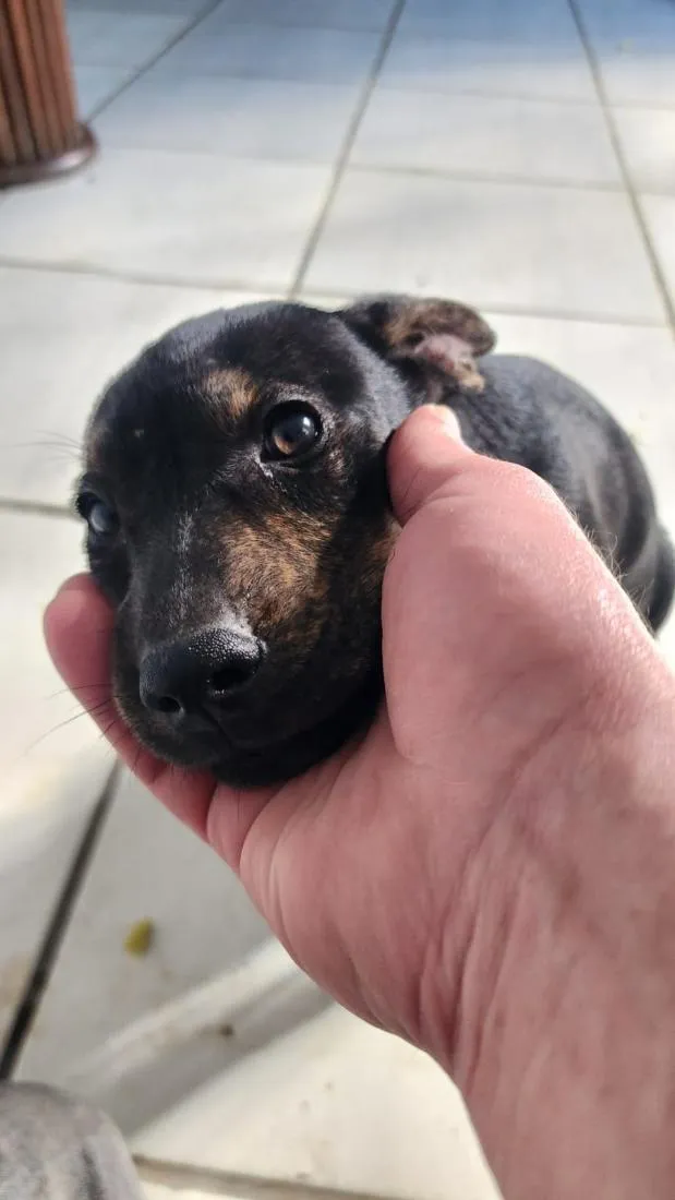 Cachorro raça SRD-ViraLata idade 2 a 6 meses nome Ferrugina, Nikita, Gino e Chorão