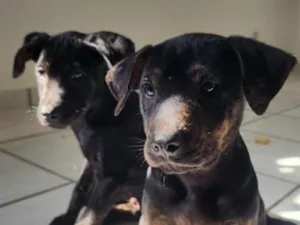Cachorro raça SRD-ViraLata idade 2 a 6 meses nome Ferrugina, Nikita, Gino e Chorão