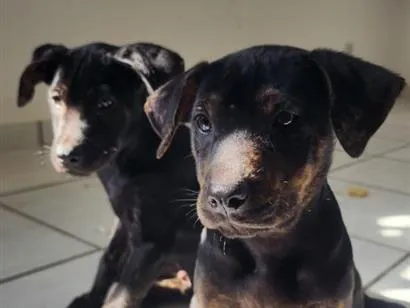 Cachorro raça SRD-ViraLata idade 2 a 6 meses nome Ferrugina, Nikita, Gino e Chorão