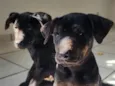 Ferrugina, Nikita, Gino e Chorão