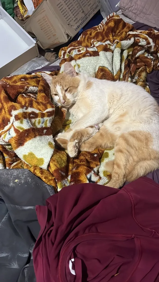 Gato raça SRD-ViraLata idade 2 anos nome Nick