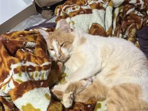 Gato raça SRD-ViraLata idade 2 anos nome Nick