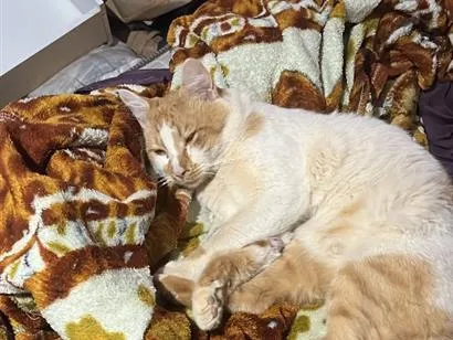 Gato raça SRD-ViraLata idade 2 anos nome Nick