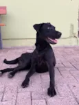 Preta Filhote 