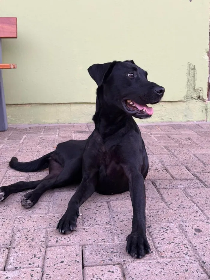 Cachorro raça SRD-ViraLata idade 7 a 11 meses nome Preta Filhote 