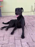 Preta Filhote 