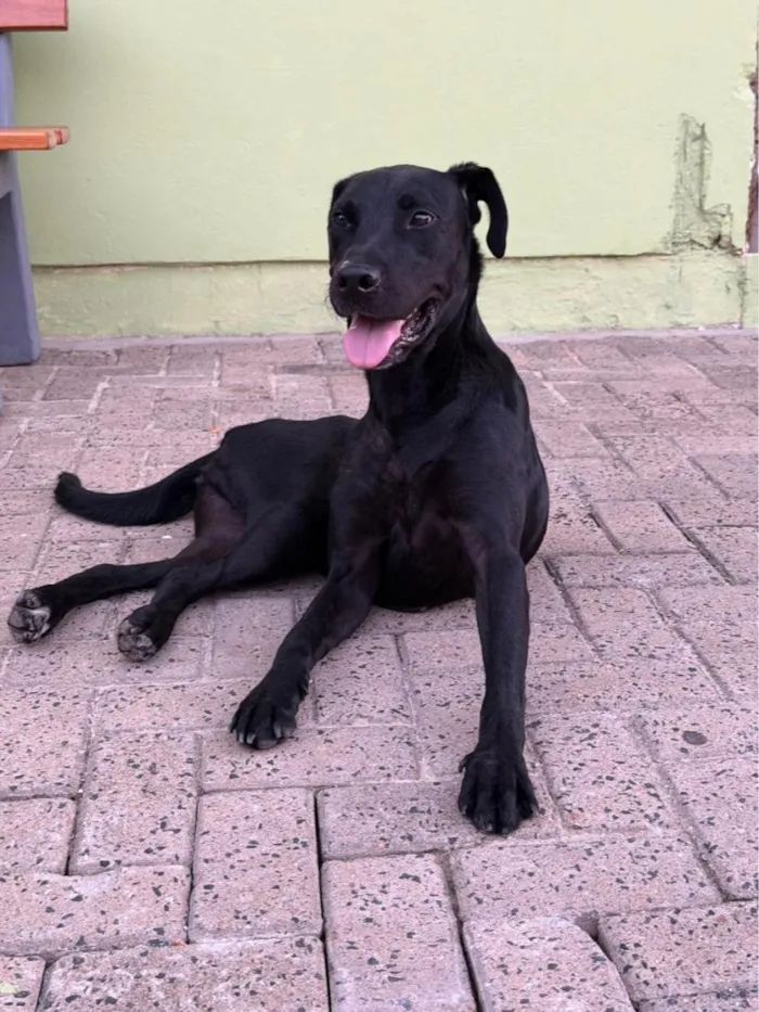Cachorro raça SRD-ViraLata idade 7 a 11 meses nome Preta Filhote 
