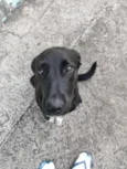 Preta Filhote 
