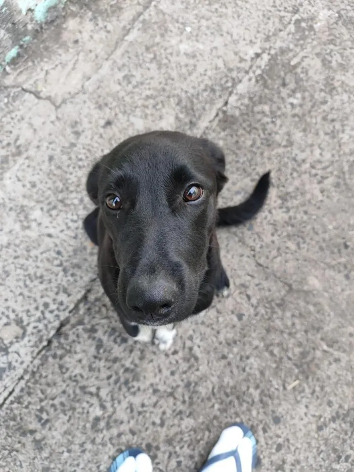 Cachorro raça SRD-ViraLata idade 7 a 11 meses nome Preta Filhote 