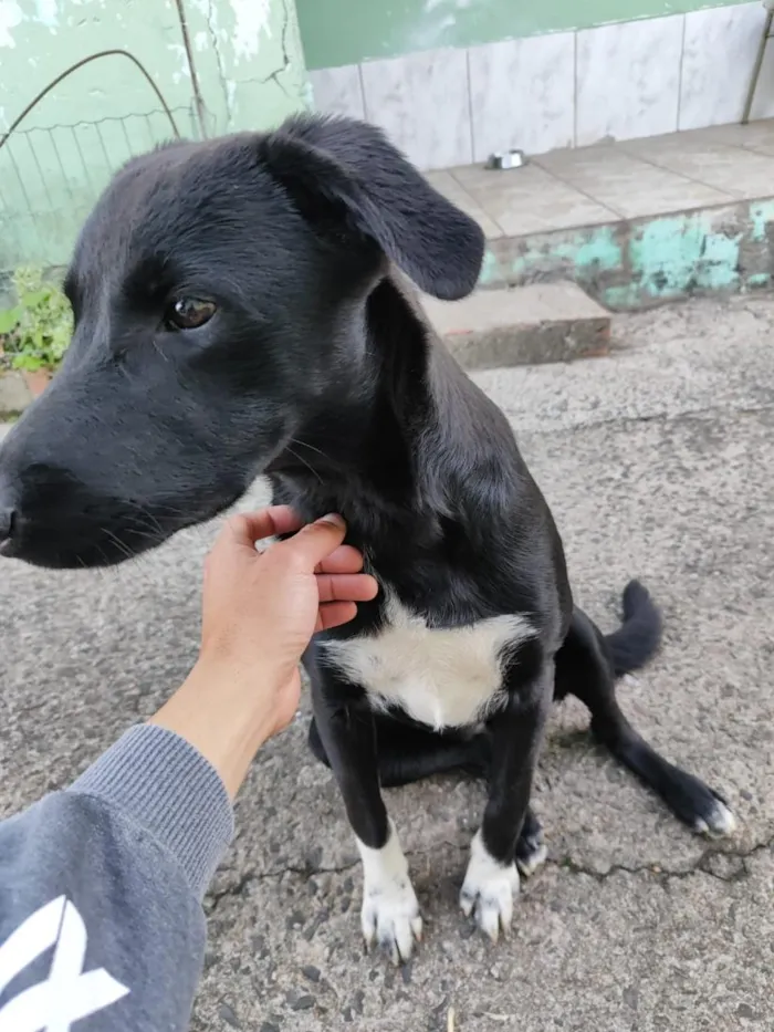 Cachorro raça SRD-ViraLata idade 7 a 11 meses nome Preta Filhote 
