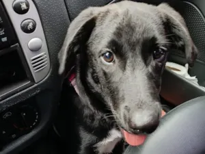Cachorro raça SRD-ViraLata idade 7 a 11 meses nome Preta Filhote 