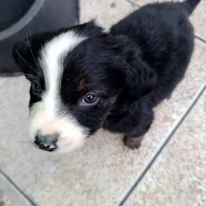 Cachorro raça SRD-ViraLata idade 2 a 6 meses nome Nina