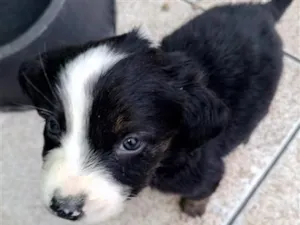 Cachorro raça SRD-ViraLata idade 2 a 6 meses nome Nina