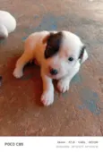 pirata 