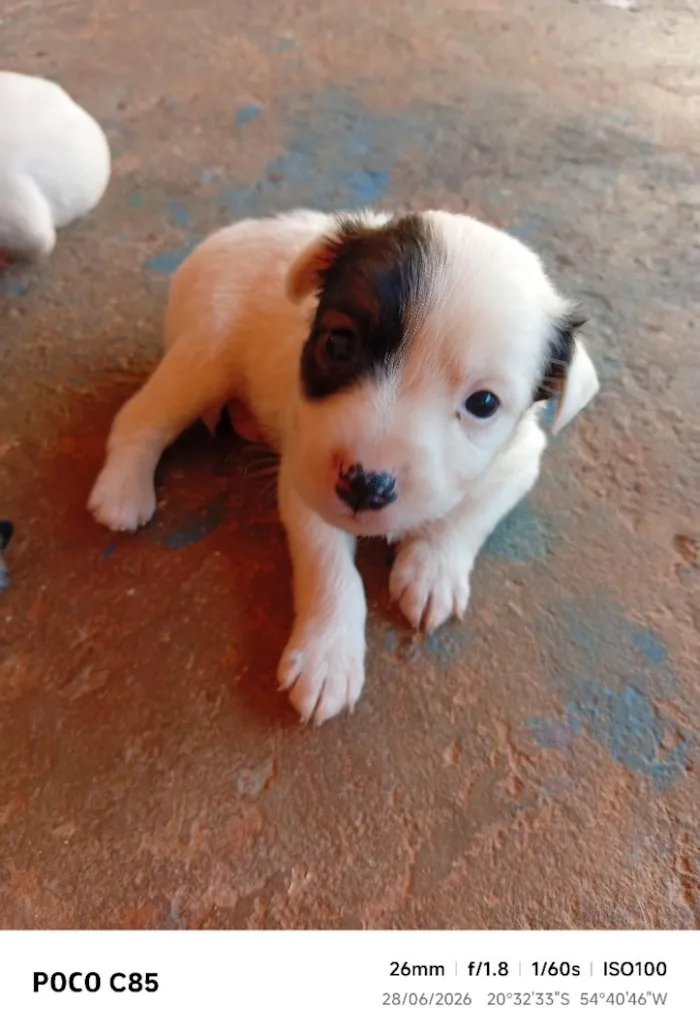 Cachorro raça SRD-ViraLata idade 2 a 6 meses nome pirata 